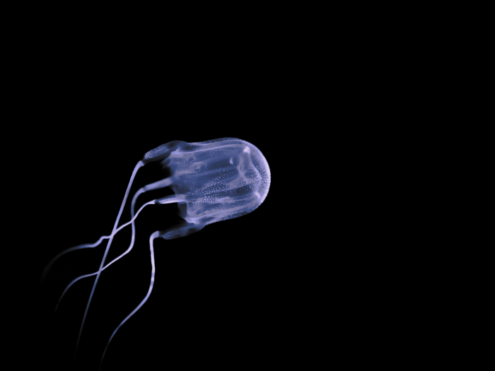 Jellyfish live all over the world and are found in every ocean.