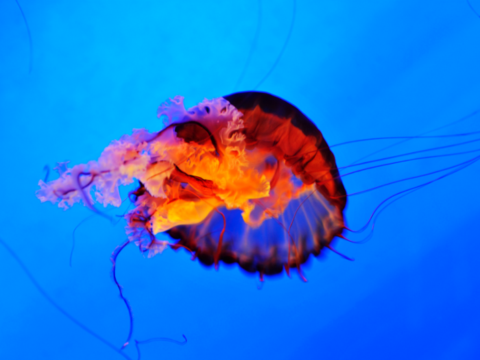 Some jellyfish can glow in the dark.