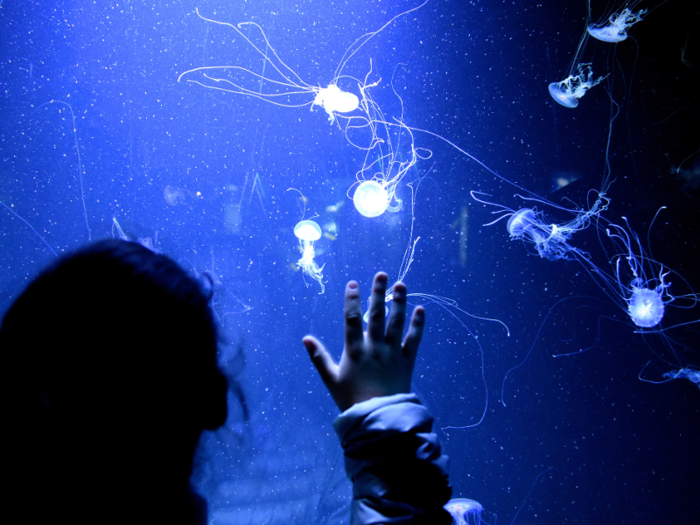 A jellyfish diet can consist of fish, shrimp, and small plants.