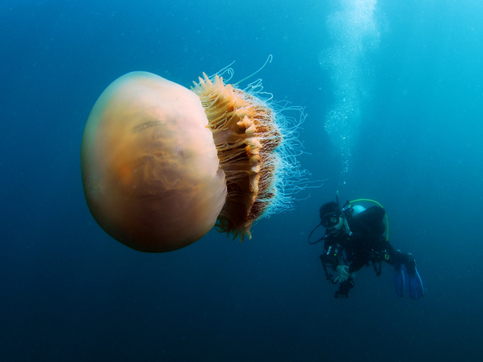 Jellyfish can range from sizes bigger than 2 meters in diameter …