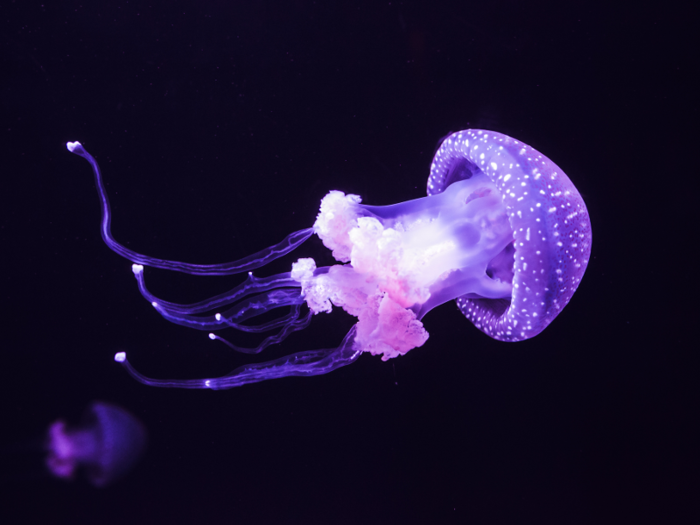 Over 60,000 jellyfish have lived in space, thanks to an experiment in which polyps were launched into outer space to test how they reacted to the lack of gravity.