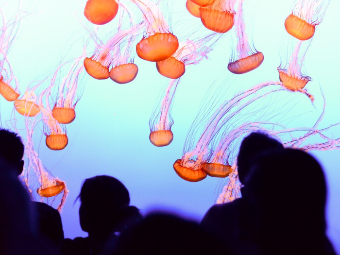 A group of jellyfish can be called a "smack," though "swarm" is the more common term.