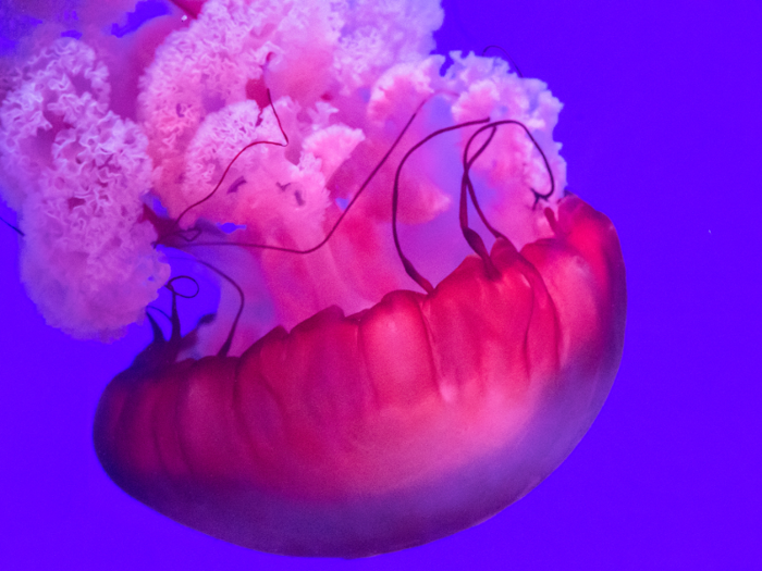 Jellyfish can asexually reproduce — meaning they don