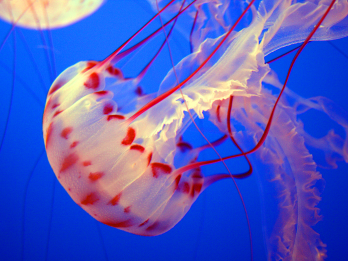 The nervous system of a jellyfish is the most simplistic​ in the animal kingdom, in part because of its lack of a brain.