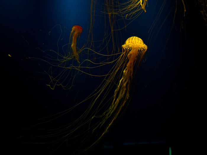 The little creatures have caused nuclear power plants to briefly shut down in Sweden, Scotland,​ the US, and other places by clogging their cooling systems. Though the incidents usually take less than a day to clear up, they can hold up the production of energy at the power plants.