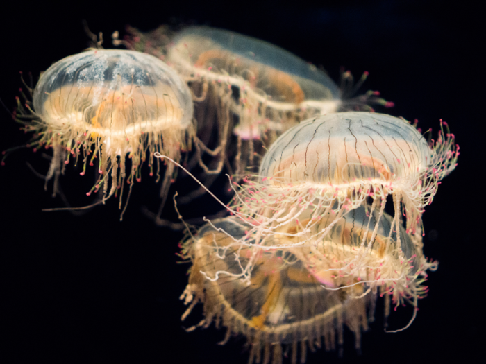 Because jellyfish are invertebrates, they don