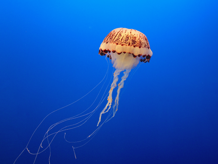 The life span of most jellyfish ranges from a few hours to a few months.