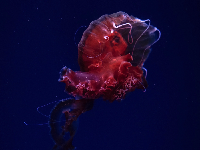 The bodies of jellyfish are 95% water.