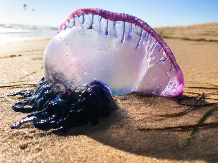 While the Portuguese man o