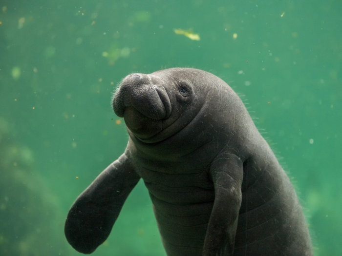 In honor of Manatee Awareness Month this November, make sure you share some knowledge about these gentle giants.