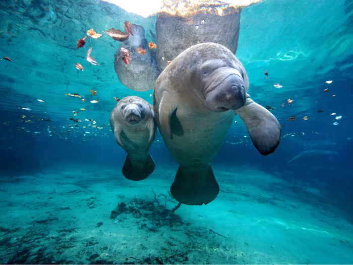 While manatees have no natural predators, they