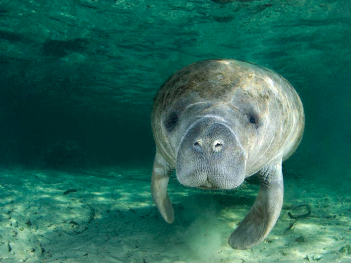 These cuddly giants can live to be 50 to 60 years old.