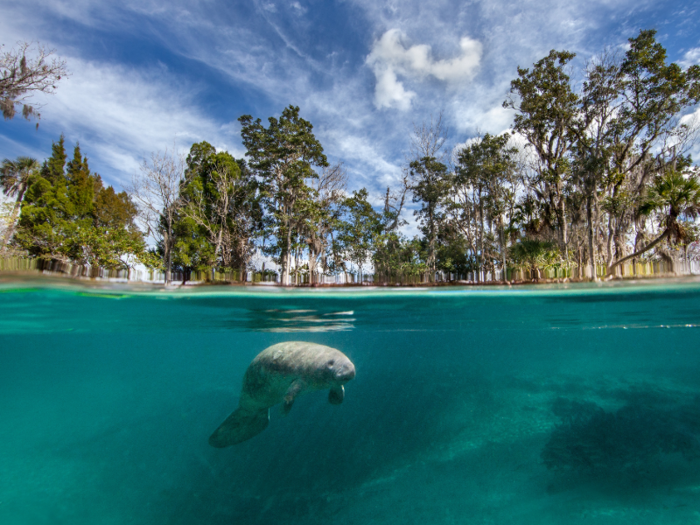 Manatees typically live in coastal, shallow waters and rivers.