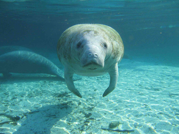 Though one might assume manatees