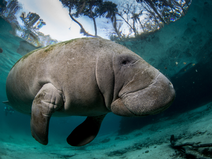 One Florida manatee actually reached 3,650 pounds — over one and a half​ tons.