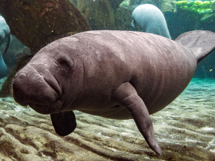 So it should come as no surprise that fully grown manatees can weigh over half a ton.