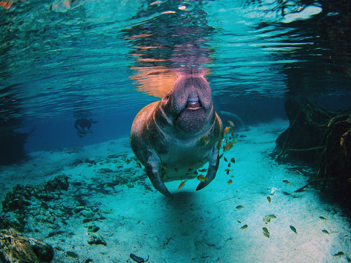 Perhaps contributing to their "sea cow" nickname, manatees can eat up to 10% of their body weight each day.