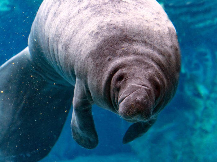 While male manatees may not have many paternal instincts, all manatees are equipped with complex social abilities. Manatees communicate through a sophisticated system of underwater clicks and whistles.