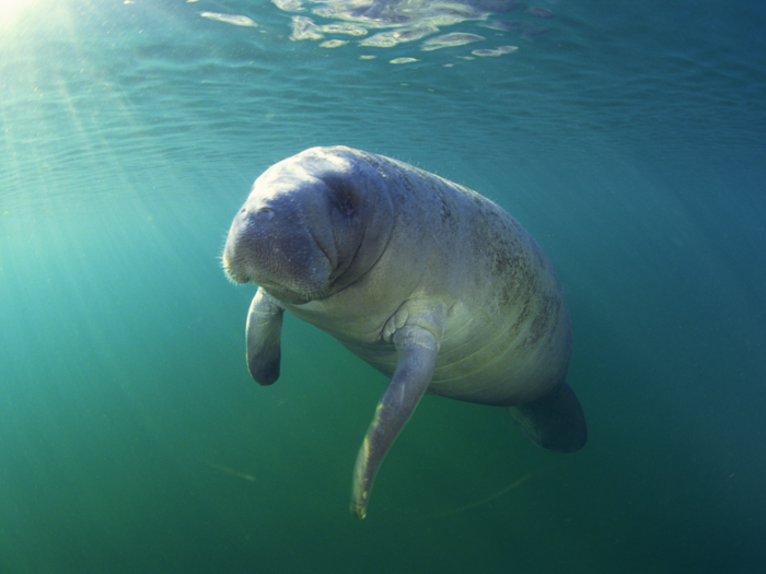 Male manatees, on the other hand, take no role in raising their calves as soon as the mating process is over.