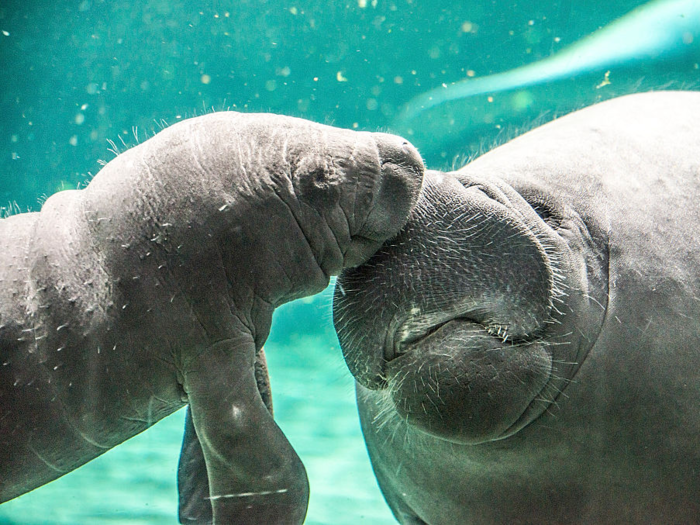 After giving birth, mother manatees will stay with their calves throughout their nursing period, which lasts up to two years.