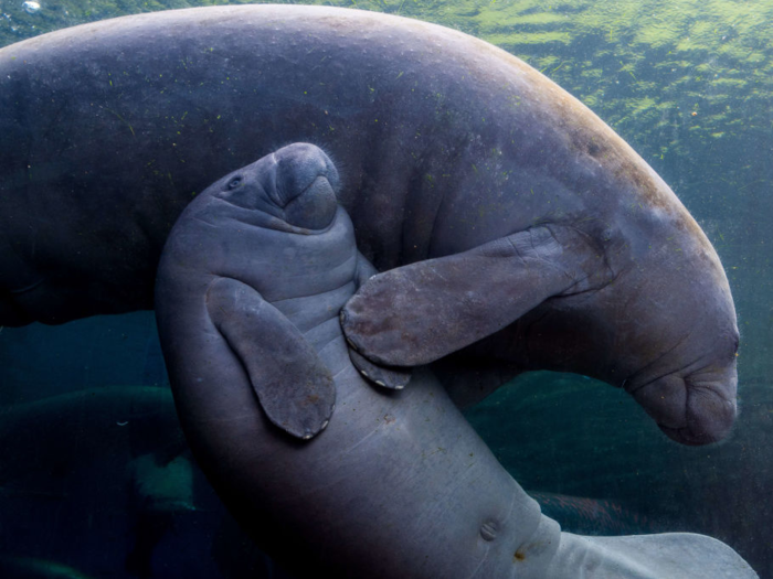 There are three primary species of manatees — the West Indian manatee, the Amazonian manatee, and the West African manatee.