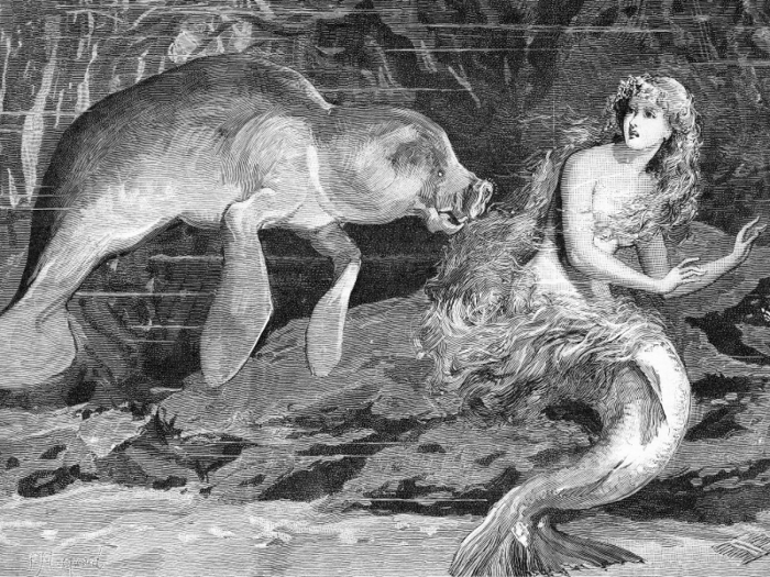 It is thought that the "mermaids" Christopher Columbus and his crew spotted on their maiden voyage to the Americas were actually manatees.