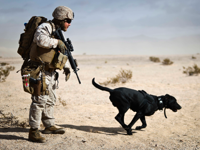 Military working dogs fulfill several important roles in operations, like sniffing out explosives.