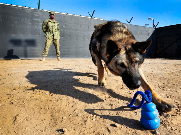 Military working dogs and their partners both require extensive training to keep up with the demands of their job.