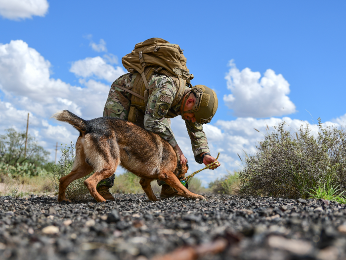 Military working dogs are non-commissioned officers (NCOs).