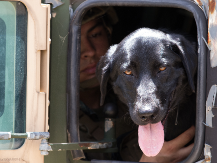 While the military working dogs