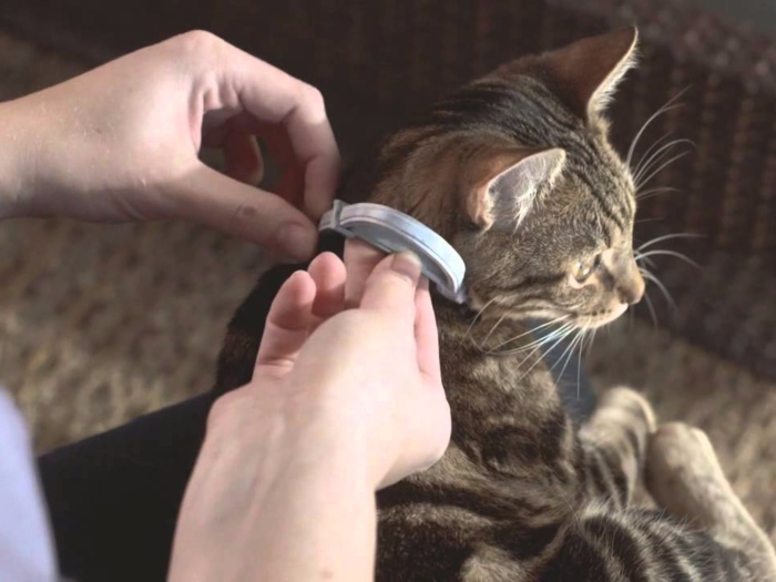 The best flea collar