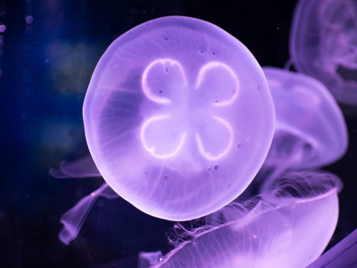 Jellyfish swarms can also be deadly for other marine creatures.