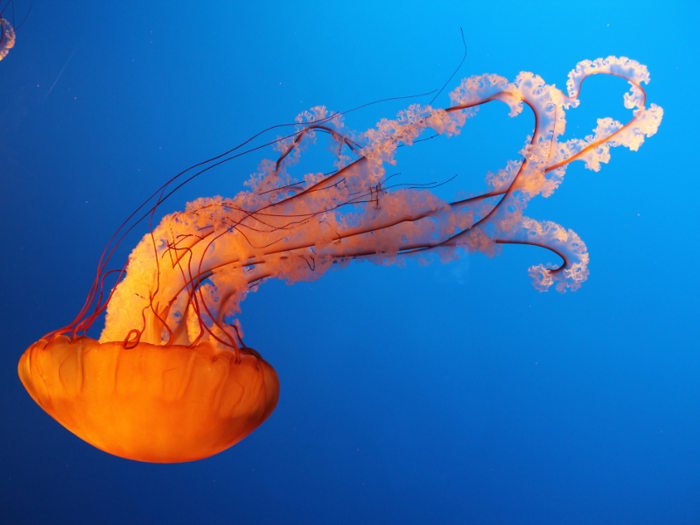 In large numbers, jellies can clog power-plant pipes and force them to shut down.
