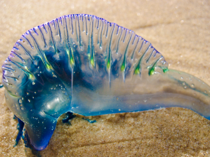 In January, nearly 4,000 people were stung in one weekend by blue bottle jellies that drifted ashore in Queensland, Australia.