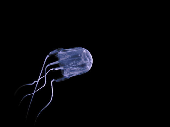 Some types, like the Chironex fleckeri species of box jellyfish, can kill a human in 3 minutes.