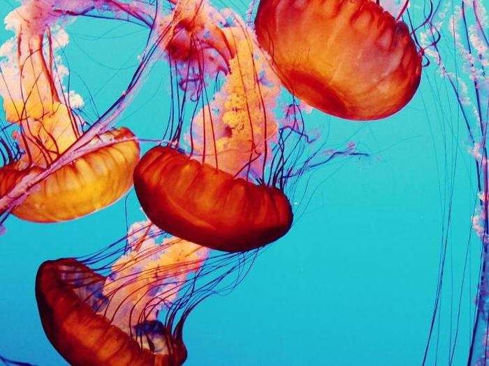 For one, they prevent swimmers and beachgoers from entering the water. Some 150 million jellyfish stings occur annually worldwide.