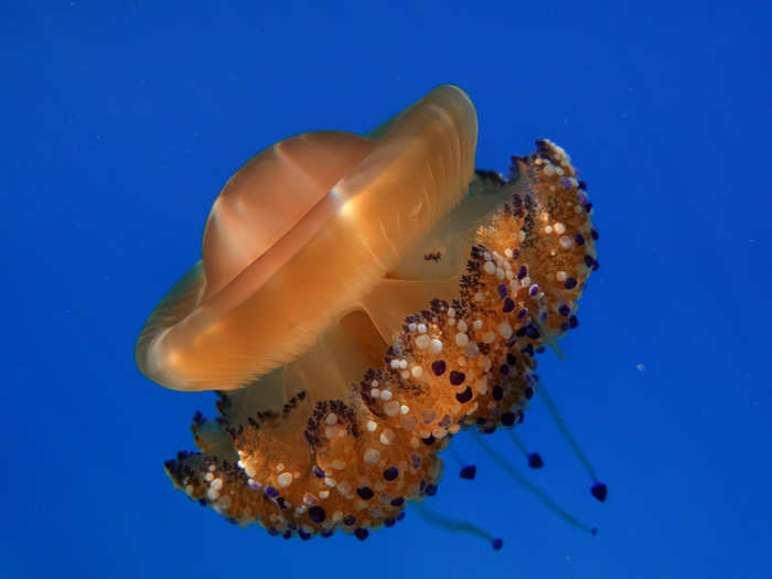 A 2012 study from the University of British Columbia concluded that "jellyﬁsh populations appear to be increasing in the majority of the world