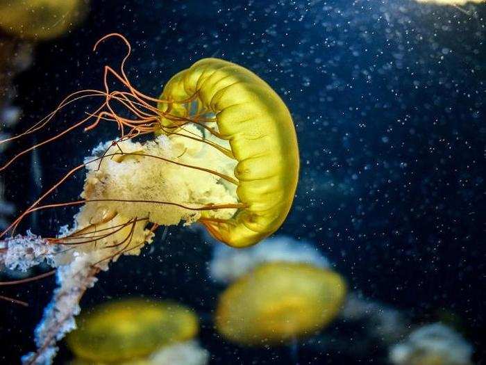 When inland rivers carry fertilizer run-off from agriculture to coastal waters, that can create competition-free buffets for jellies.