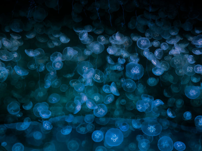 Surprisingly, maritime shipping and undersea drilling industries also benefit jellyfish, since one of the creatures