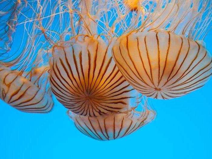 The absence of complex body parts allows jellies to adapt easily to changing ocean conditions.