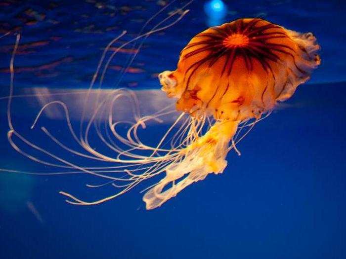 Jellies are opportunistic feeders, meaning they