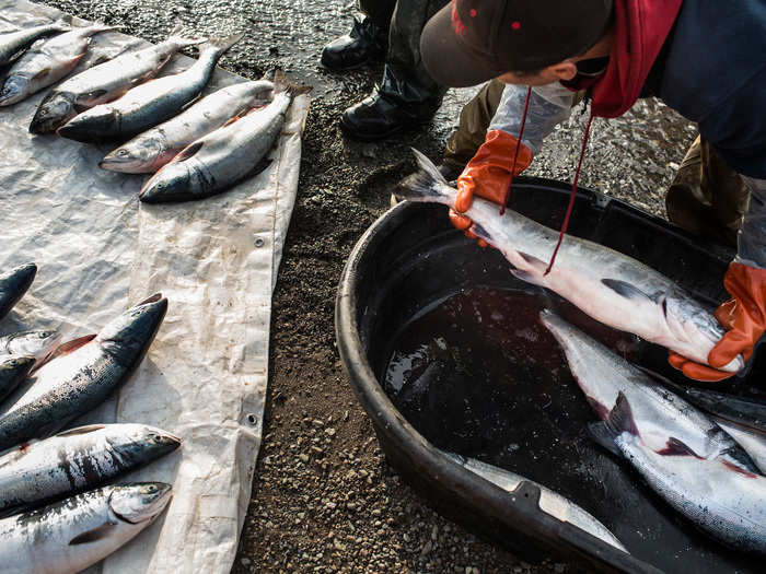 Glacial melt could impact salmon populations, because salmon breed in certain temperatures. If glaciers have melted, there will be no more icy water, resulting in streams getting warmer, which could harm their breeding patterns.