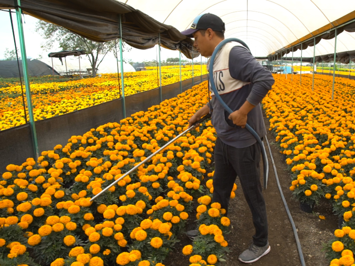 Less than 15 employees spend about eight hours a day watering the land.