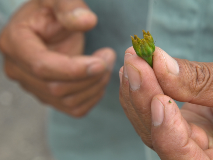 Preparation involves planting over 150,000 seeds.