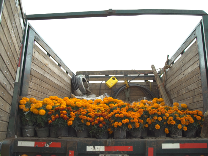 In Mexico, a particular flower plays a big role in the celebrations.