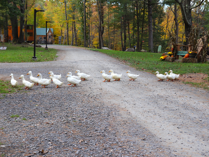 There are also ducks, bunnies, and free-ranging chickens. They all have designated residences.