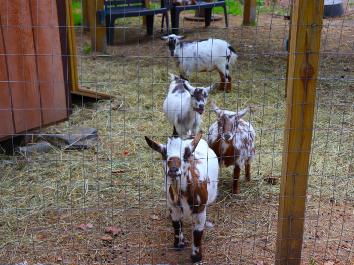 This brings me to my other favorite part of the resort: the farm animals.