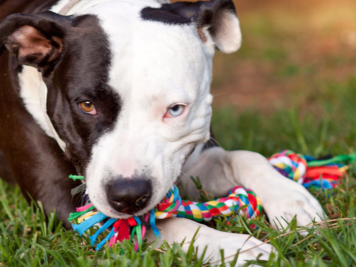 The best dog toy for tugging