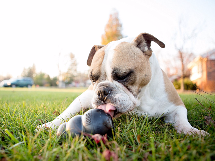 The best dog toy for chewing