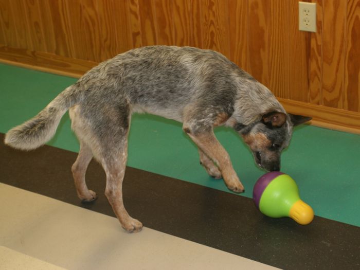 The best dog toy for dispensing treats